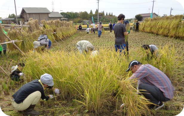 畑で野菜を収穫する子どもたちの様子