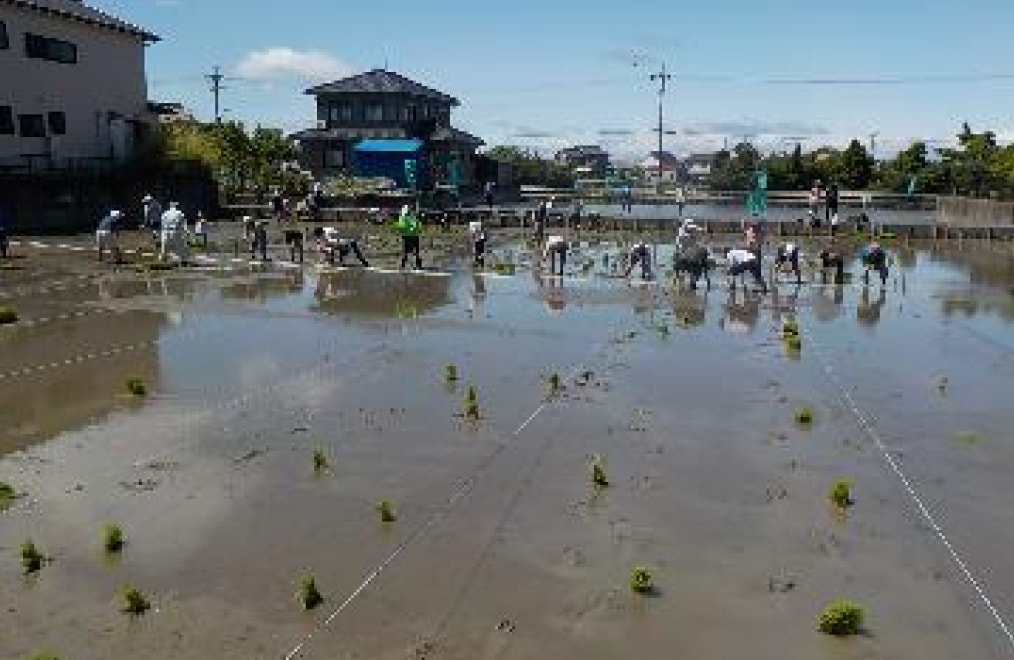 市民水田で田植えを行っている様子