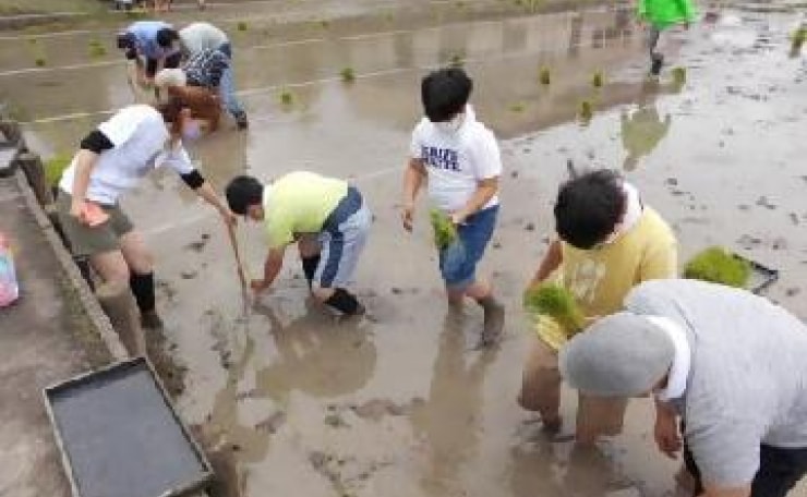 横1列に並び、稲の苗を植える田植えの様子