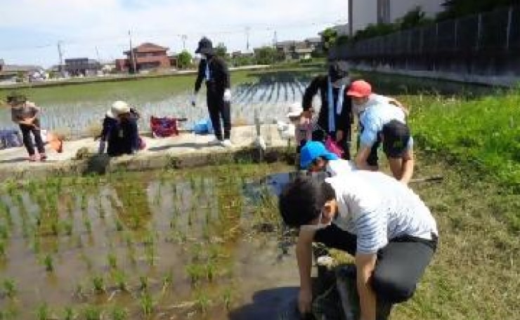 イネ以外の草を取り除く草刈りの様子