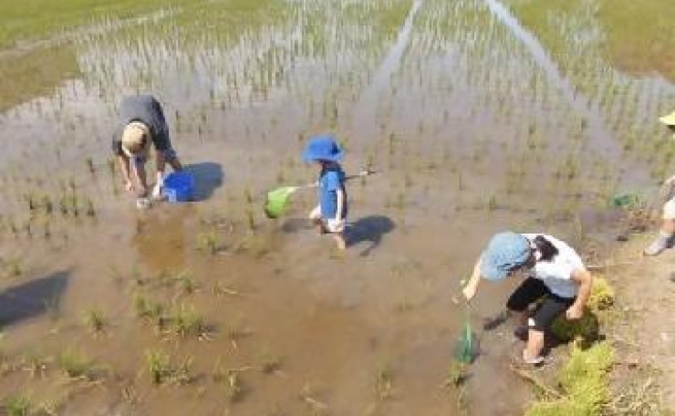 田んぼのいる生き物を探す子どもたちの様子