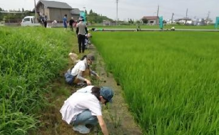 田んぼの縁に生えた草抜きの様子