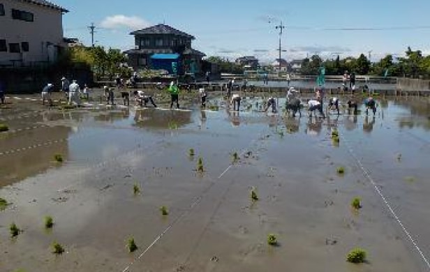 市民水田の画像