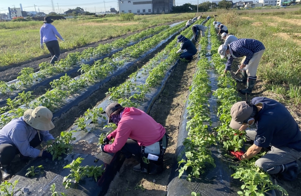 地産地消なごやさいの画像