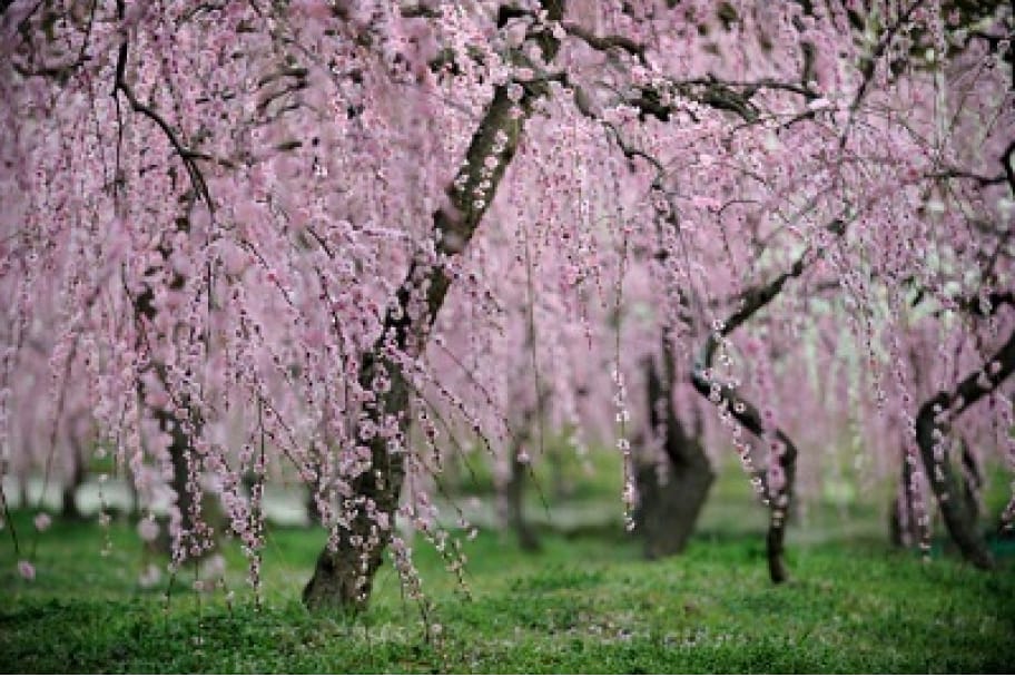 朝市・青空市の画像