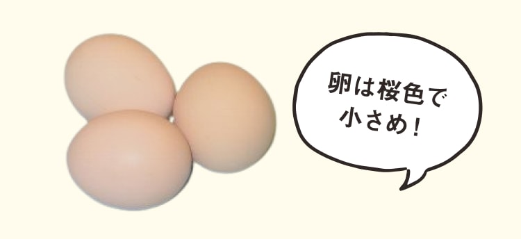 桜色で小さめな名古屋コーチンの卵の画像