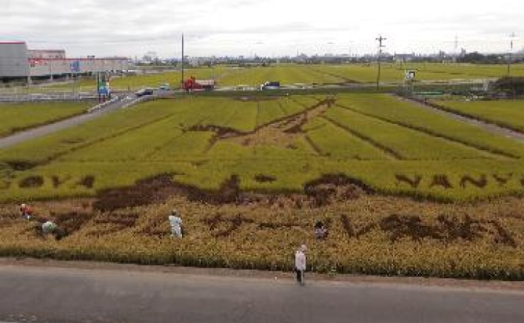 種籾のための稲を刈り取る様子