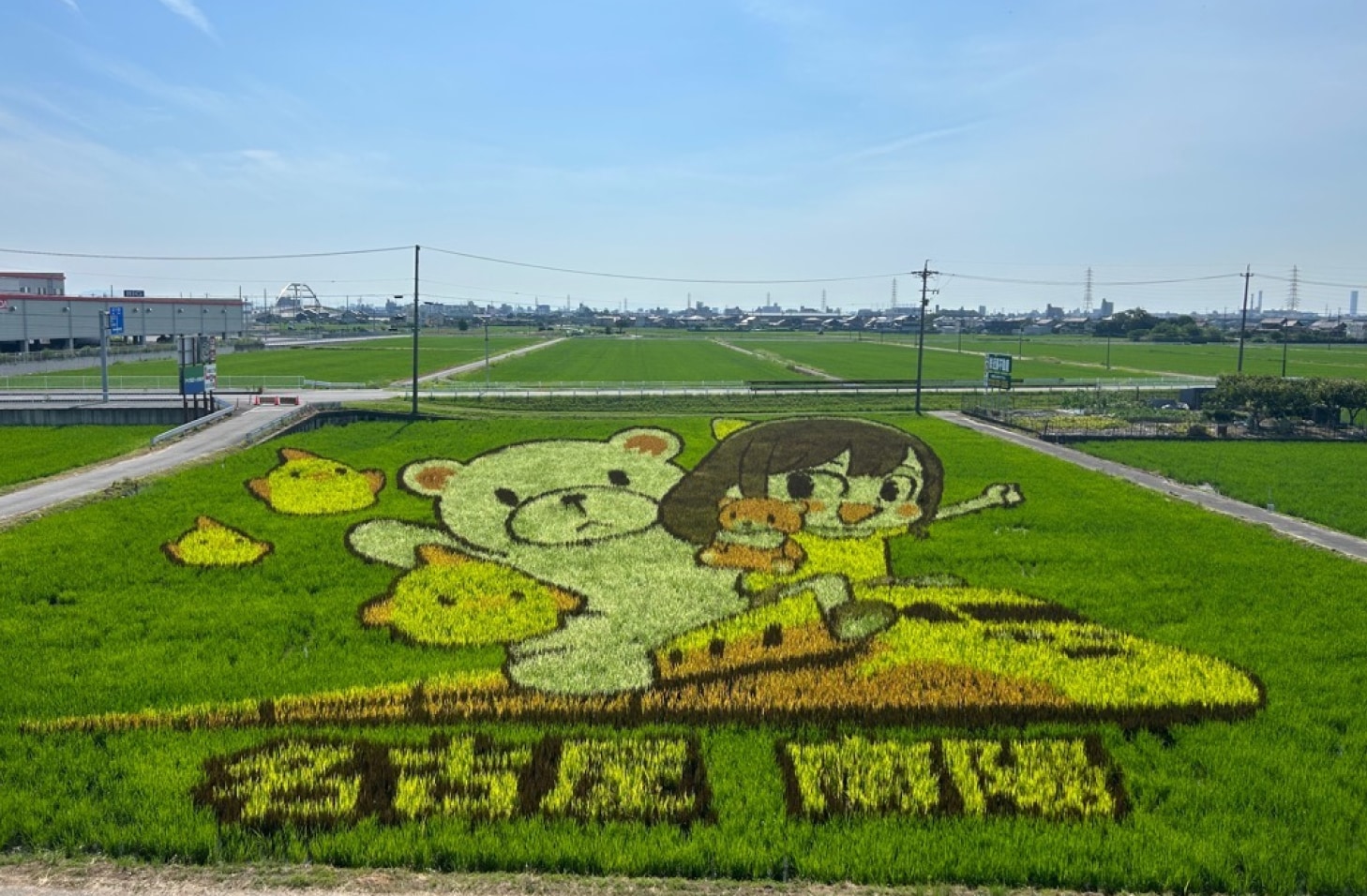 令和6年度の田んぼアートの写真
