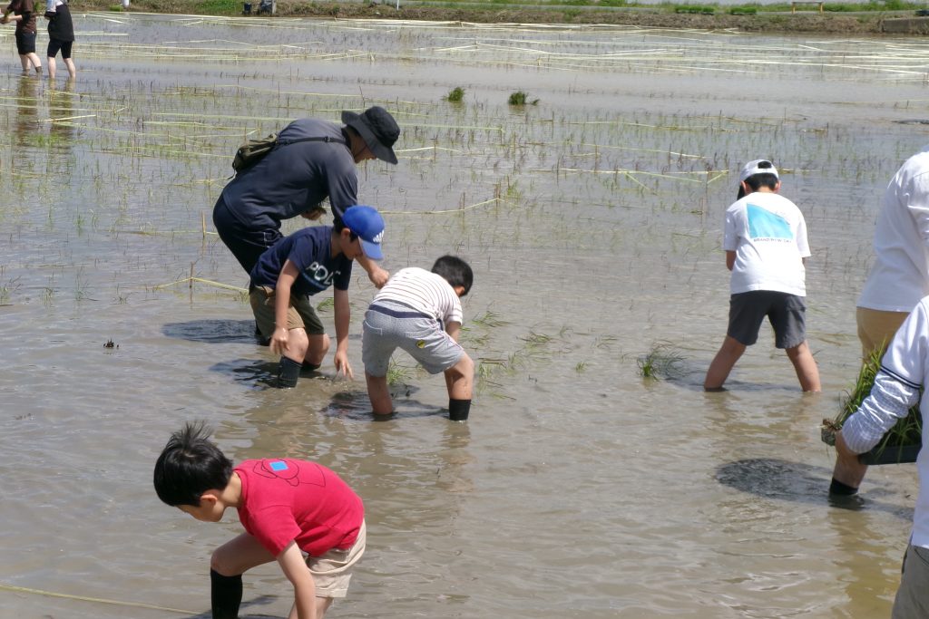 田植えの様子