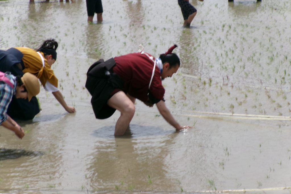 田植えをしてくださる名古屋おもてなし武将隊(信長様、秀吉様)